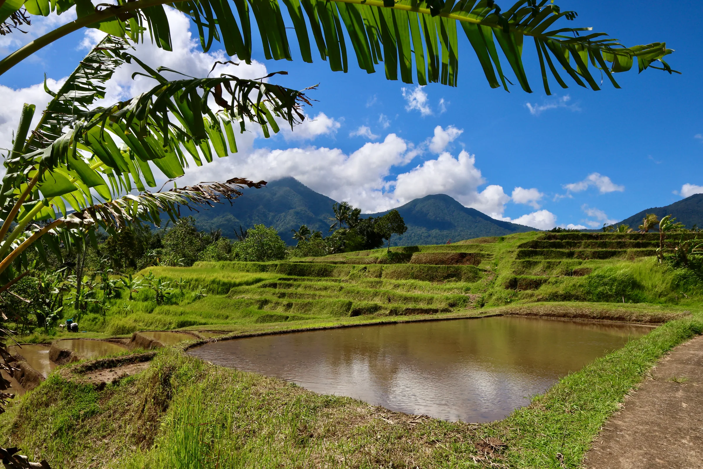 Hidden rice fields tour