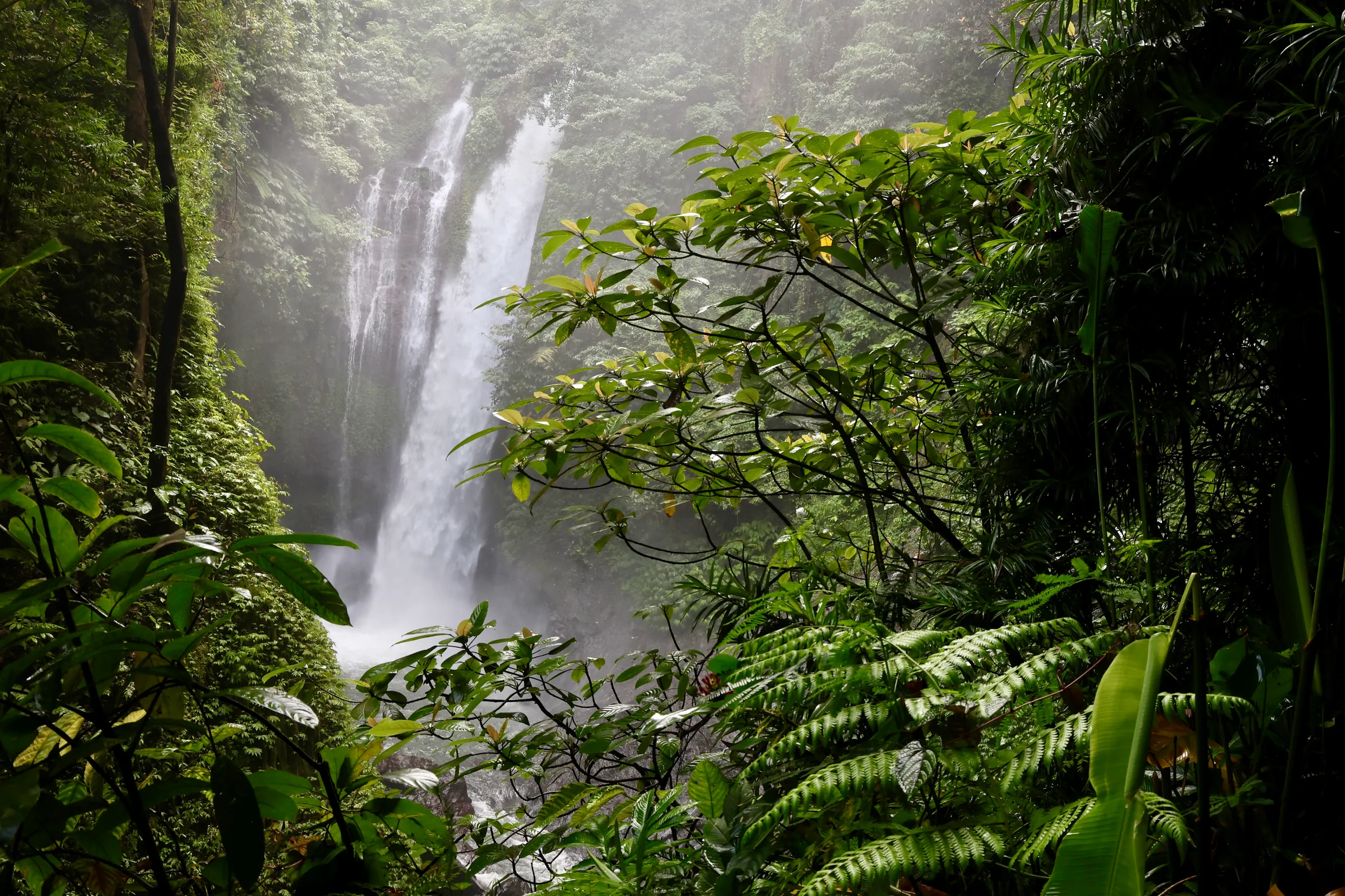 Jungle trekking
