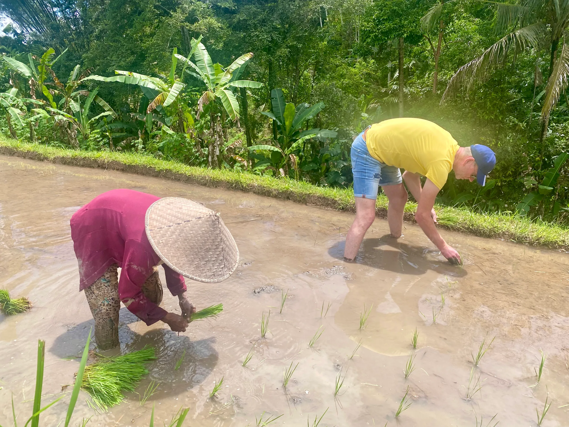 Rice farming experience